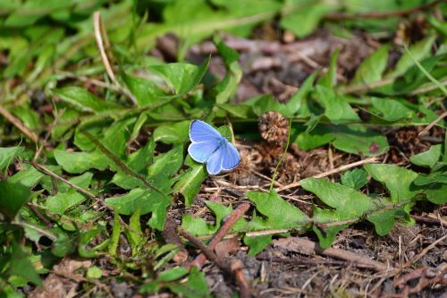 adonis blue butterflies butterfly