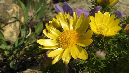 adonis vernalis  hlavacek  adonis