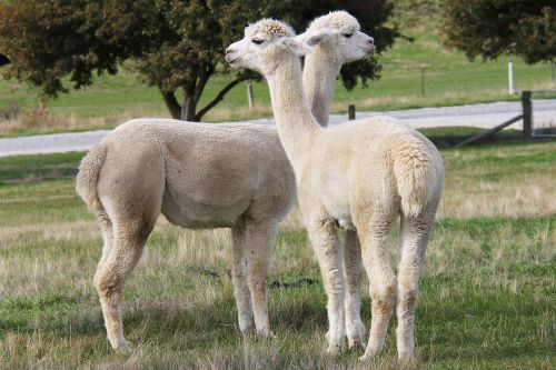 adorable lamb alpacas