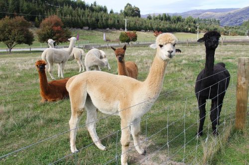 adorable alpacas lamb