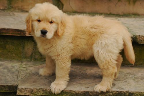 adorable golden retriever canine