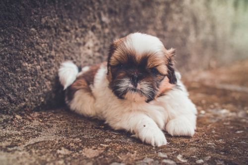 adorable animal close-up