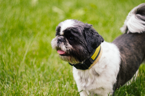 adorable animal canine