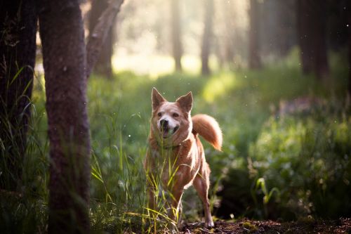 adorable animal canine