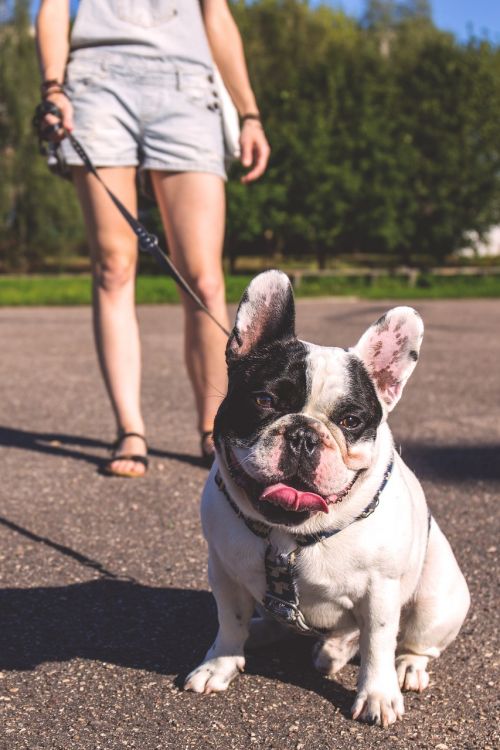 adorable animal bulldog