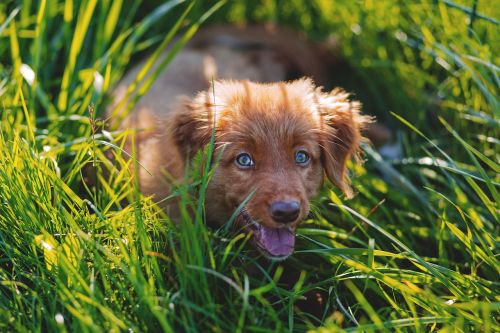 adorable animal canine