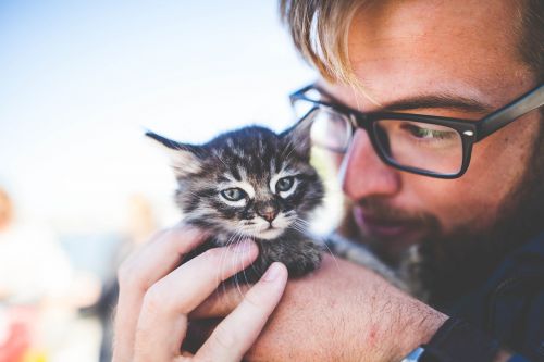 adorable animal cat