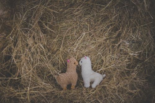 adorable alpaca alpacas