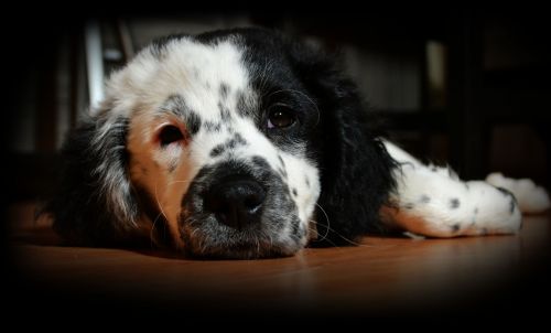 Adorable Dog That Relaxes