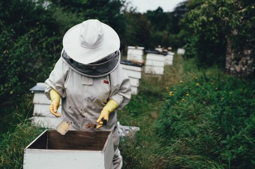 adult apiary bee