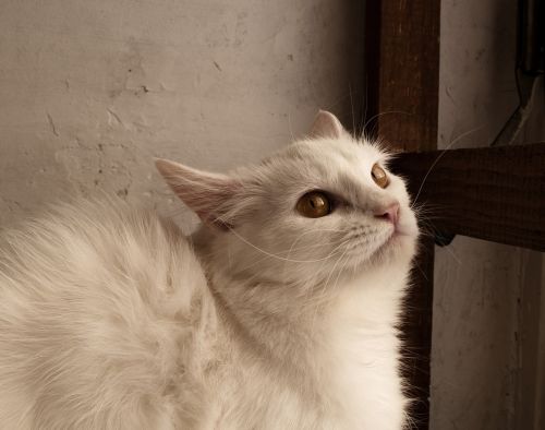 adult white cat