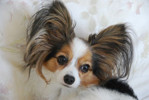 adult dog breed is papillon