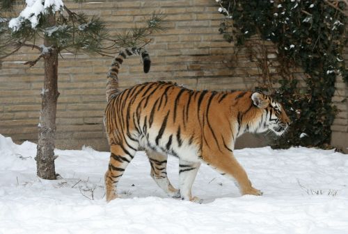 adult tiger snow zoo