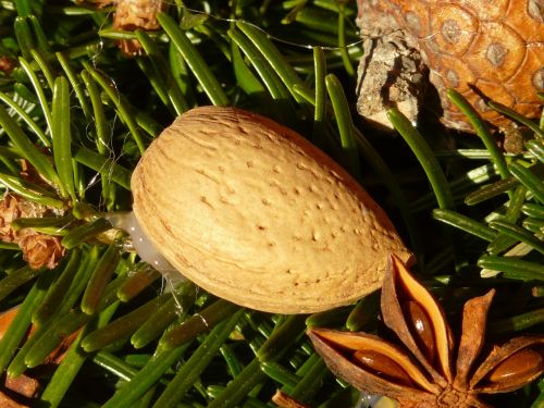 advent wreath almond ornament