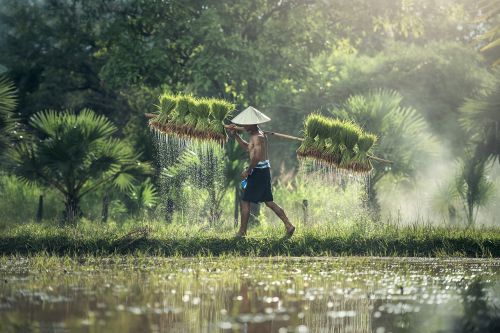 agriculture asia cambodia