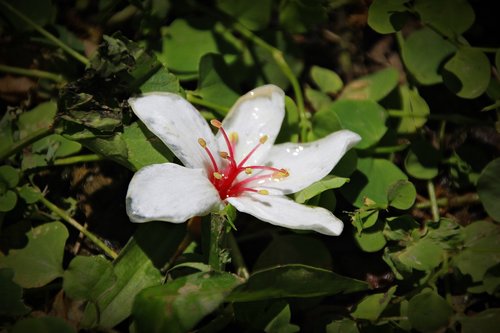 aegiceras  tung flowers  white flower