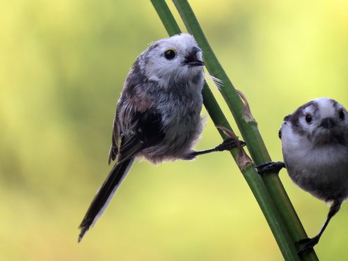 aegithalos caudatus  long-tailed tit  bird