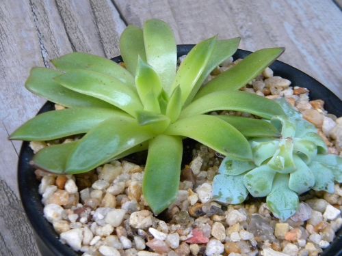 aeonium plant succulents