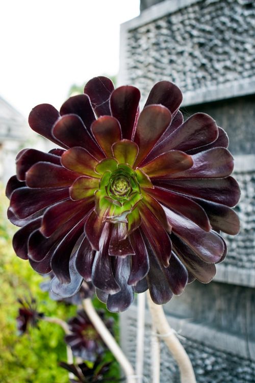 aeonium arboreum succulent plant