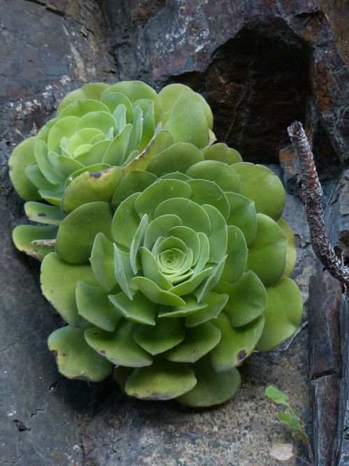 aeonium haworthii succulent plant