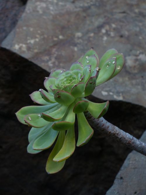 aeonium haworthii succulent plant