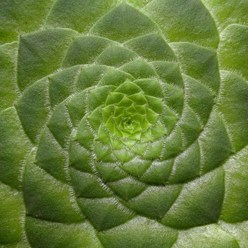 aeonium tabuliforme succulent dish plant