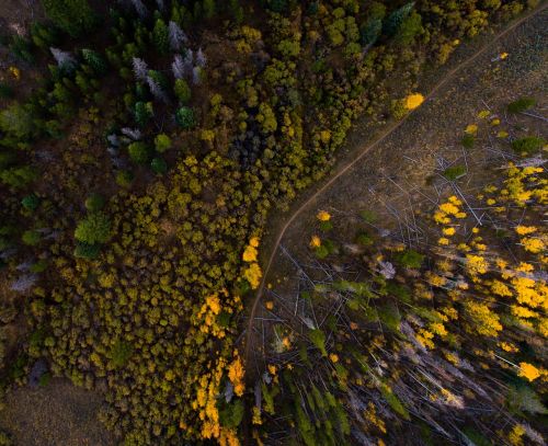 aerial woods forest