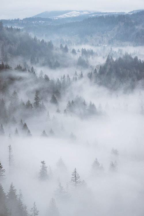 aerial fog forest