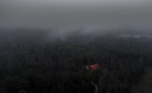 aerial fog forest