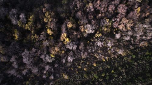 aerial view trees