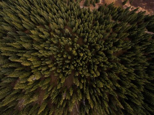 aerial view pine