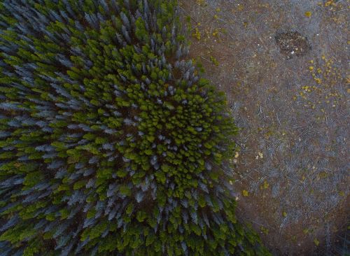 aerial view trees