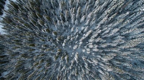 aerial view trees forest