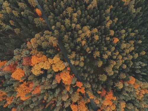 aerial view forest trees