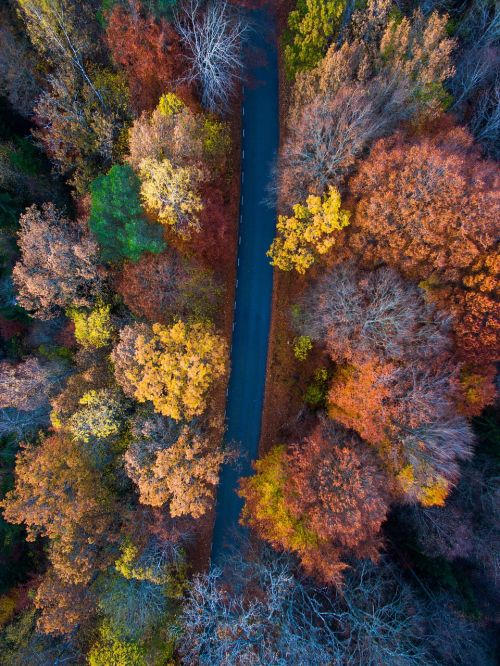 aerial view autumn leaves autumn