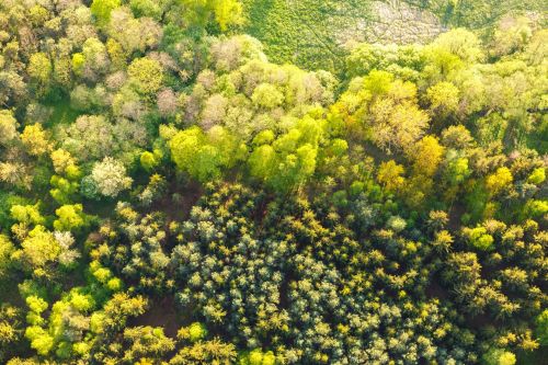 Aerial View Of Tree Tops