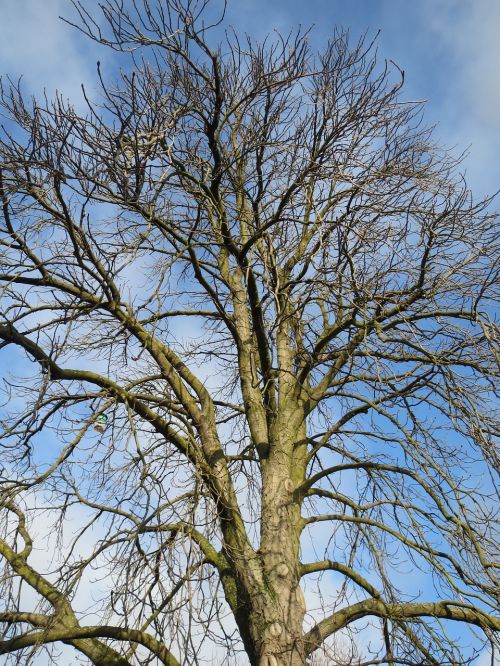 aesculus hippocastanum horse-chestnut conker tree