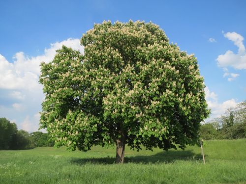 aesculus hippocastanum horse-chestnut conker tree