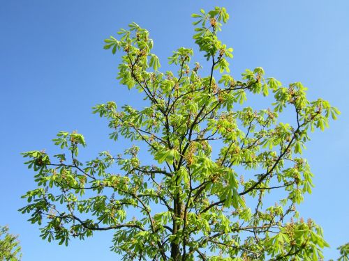 aesculus hippocstanum horse-chestnut conker tree