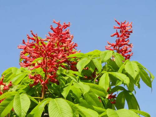 aesculus pavia red buckeye firecracker plant