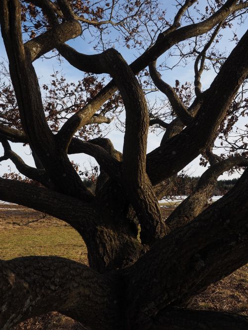 aesthetic branches tree