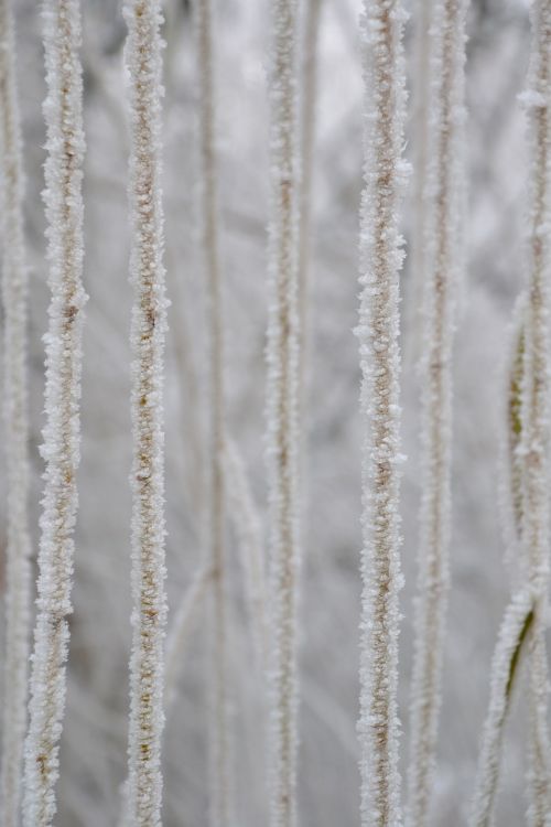 aesthetic hoarfrost weeping willow close-up