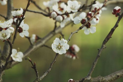aesthetic apricot blossom