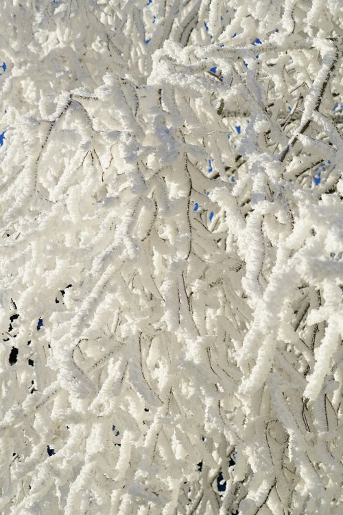 aesthetic tree snow