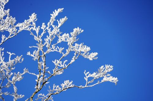 aesthetic branches hoarfrost