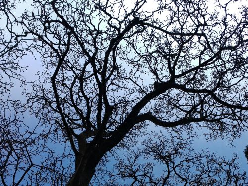 aesthetic silhouette branches