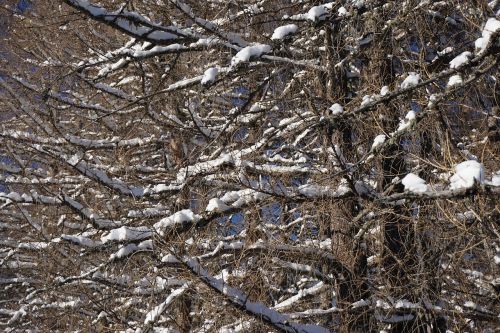 aesthetic trees wood