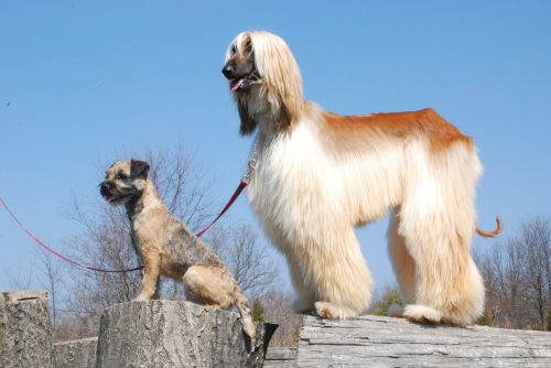 afghan border terrier dogs