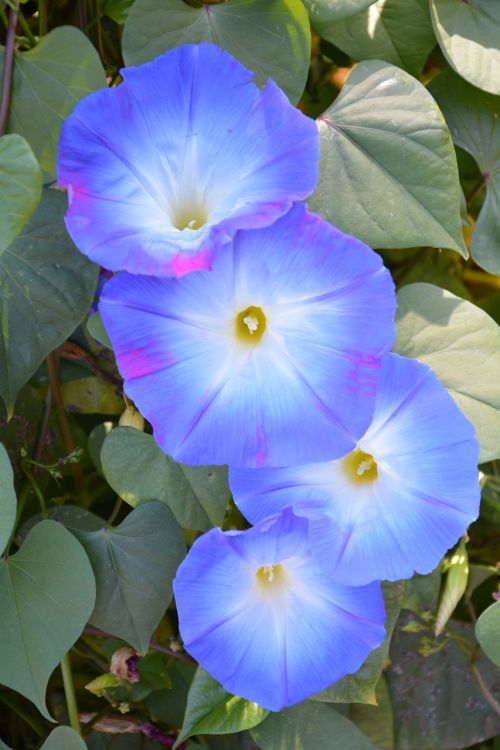 vetches blue flowers