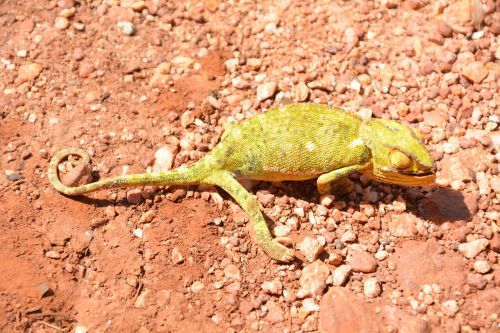 chameleon reptile africa